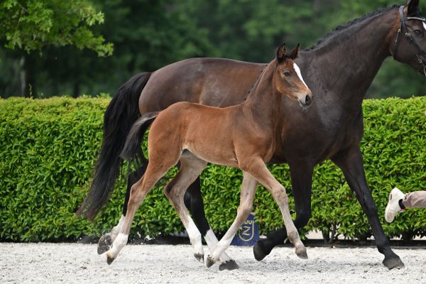 Zangersheide Horses For Sale | Breeders.zangersheide.auction